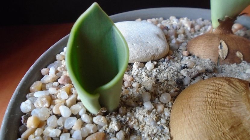 Rauhia peruviana, inceput de vegetatie - Caudiciforme - pachycaule si bulboase 2020