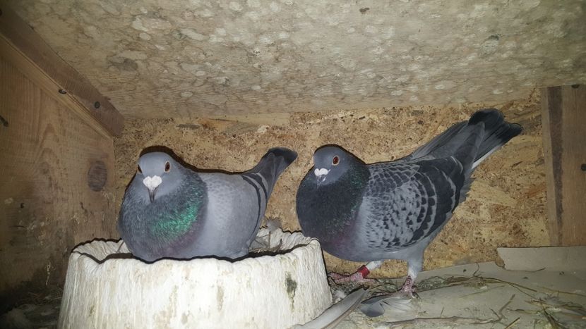 Masc 50% Emiel Denys 50% Florin Petrache fem Florin Petrache primita cadou - Perechi matca 2020