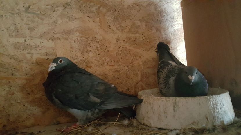  - Perechi matca 2020