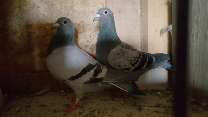 Pereche Florin Petrache - Perechi matca 2020