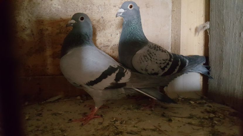  - Perechi matca 2020