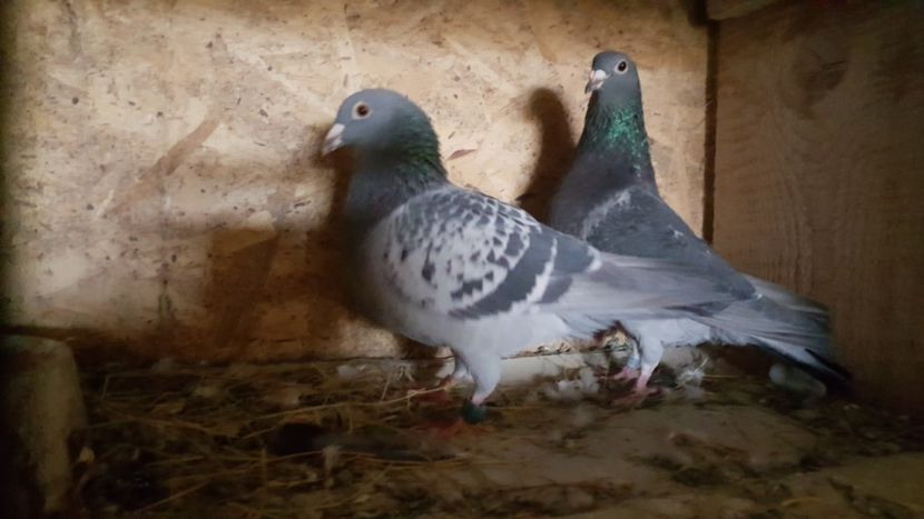 Masc Florin Petrache fem Moise Dinu - Perechi matca 2020