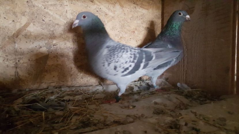 Masc fiu din 901 Florin Petrache - Perechi matca 2020