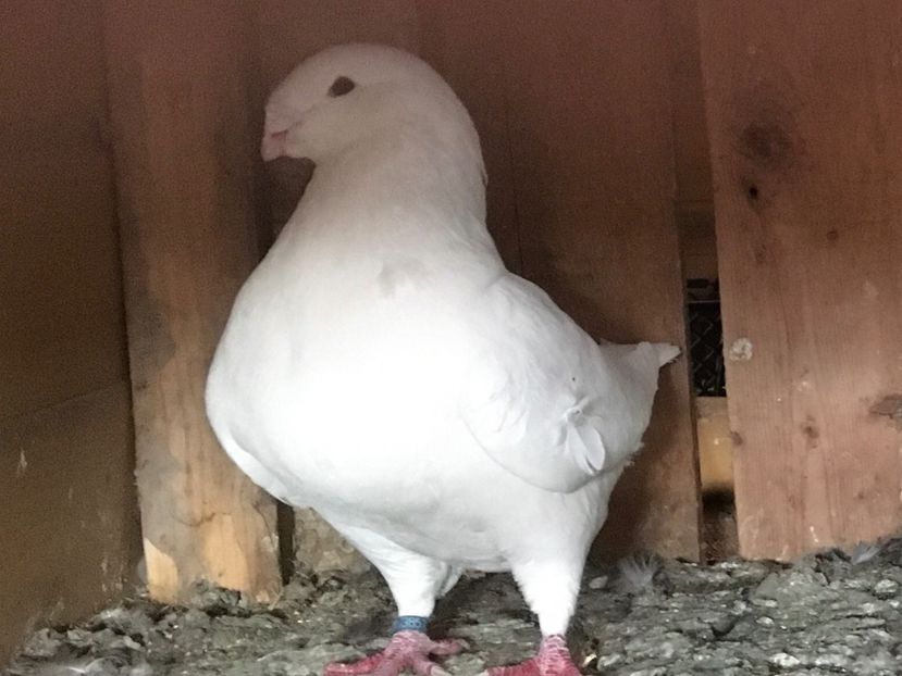 M2018 - Porumbei vanduti 2017-2025