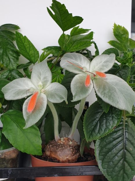 Leucotricha - Sinningia 2020