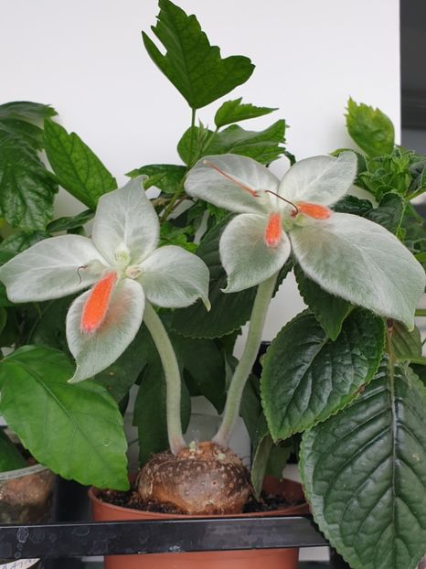 Leucotricha - Sinningia 2020