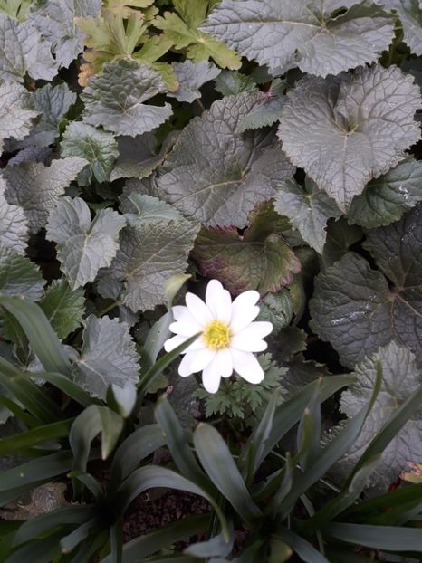  - Flori de grădină-2020