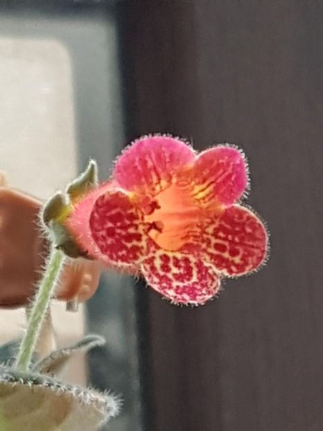 Multifolia - KOHLERIA 2020