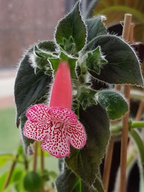 Sunshine - KOHLERIA 2020