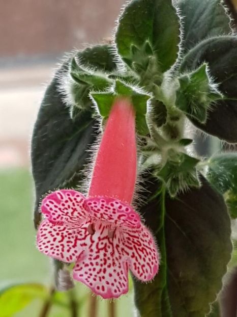 Sunshine - KOHLERIA 2020