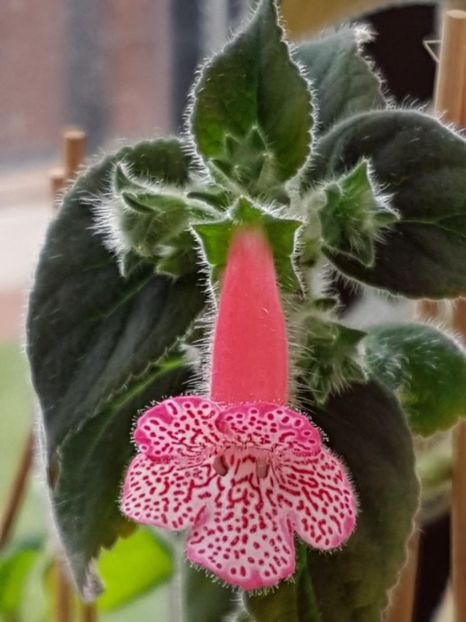 Sunshine - KOHLERIA 2020
