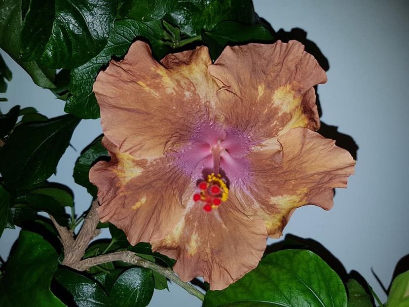 Antique Treasure - SEMINTE HIBISCUS