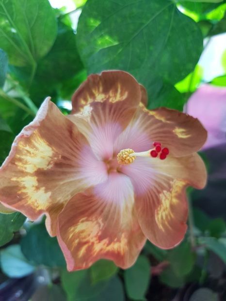 Antique Treasure - SEMINTE HIBISCUS