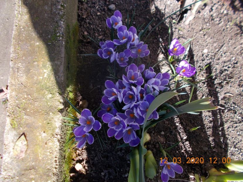  - Flori de gradina-2016-2017-2018-2019-2022