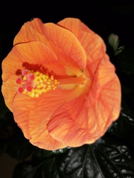  - Hibiscus Wiky Orange