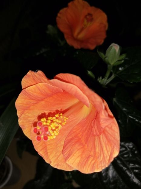  - Hibiscus Wiky Orange