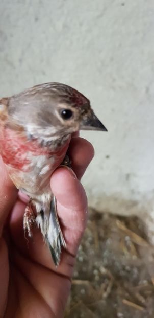  - Indigene 2019-2020