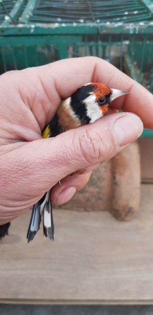  - Indigene 2019-2020