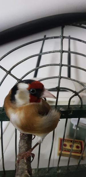  - Indigene 2019-2020