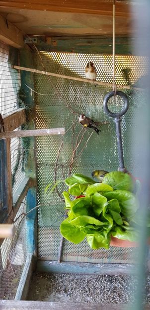  - Indigene 2019-2020