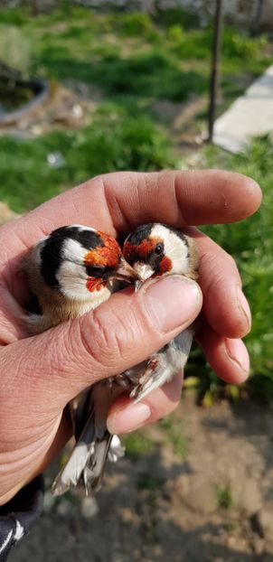  - Indigene 2019-2020