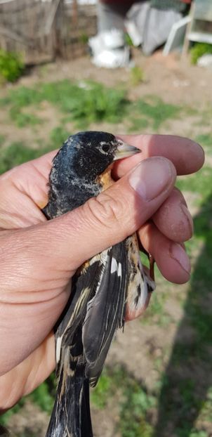  - Indigene 2019-2020