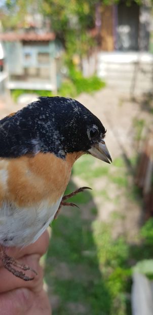  - Indigene 2019-2020