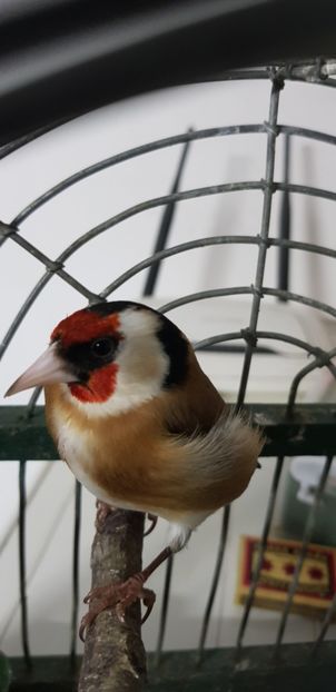  - Indigene 2019-2020