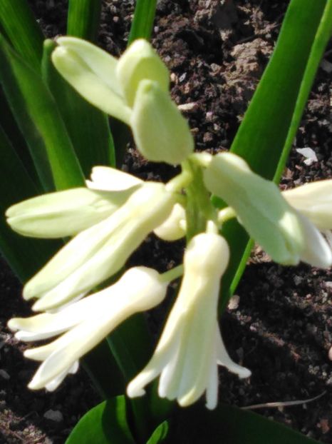  - dragostea  de natura