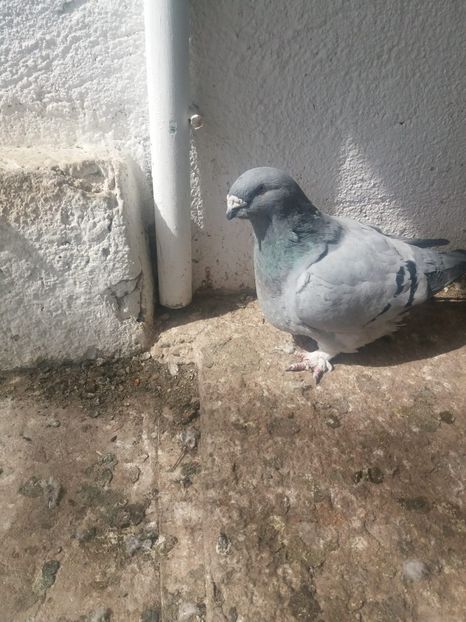 Fata - Porumbei 2019