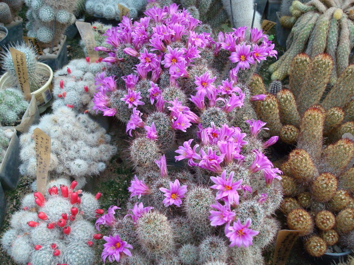 Mamillaria Mazatlanensis - Cactusi