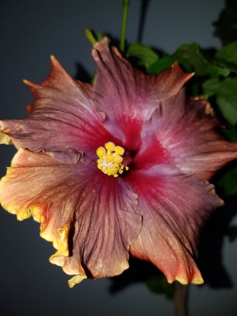  - HIBISCUS 2020