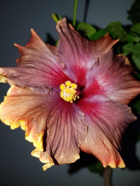  - HIBISCUS 2020