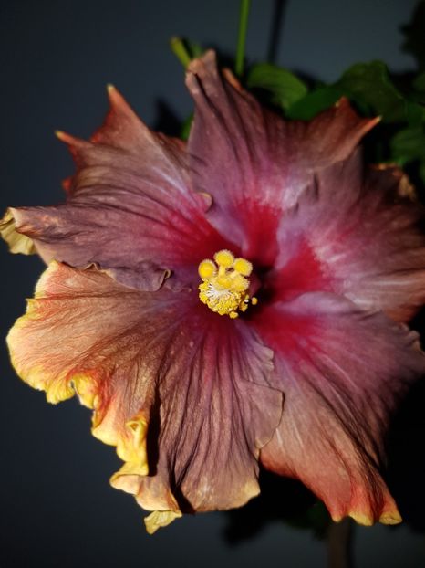  - HIBISCUS 2020