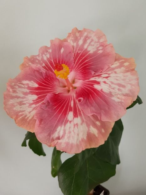  - HIBISCUS 2020