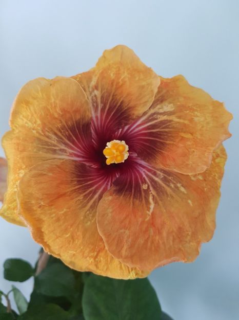 - HIBISCUS 2020