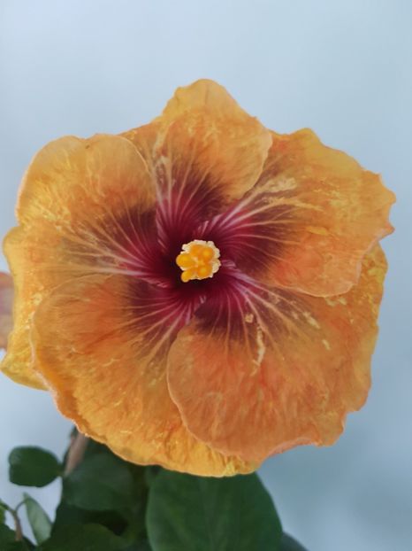  - HIBISCUS 2020