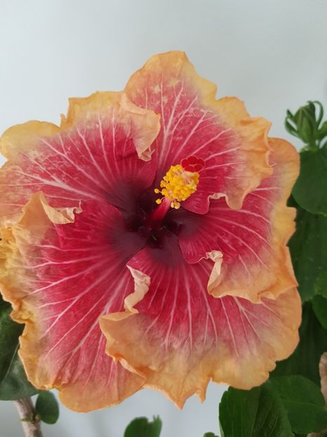  - HIBISCUS 2020