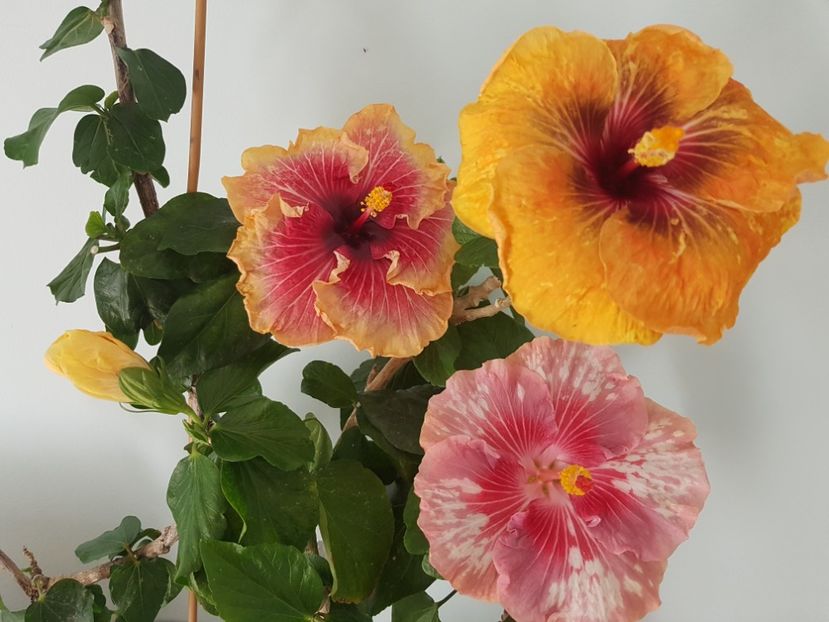  - HIBISCUS 2020