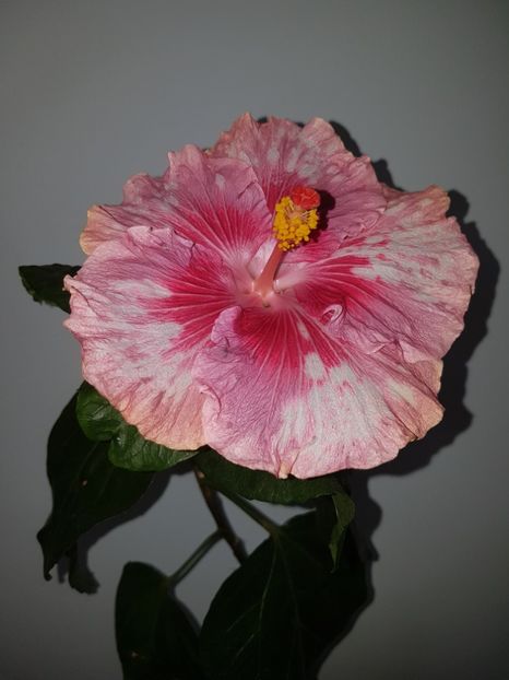  - HIBISCUS 2020
