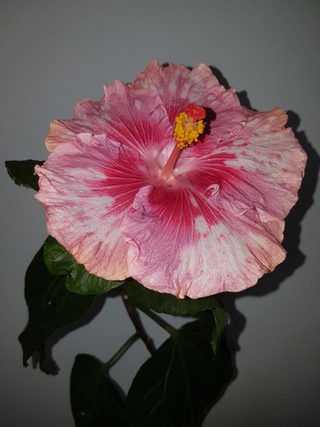  - HIBISCUS 2020