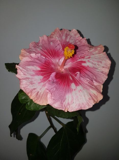  - HIBISCUS 2020