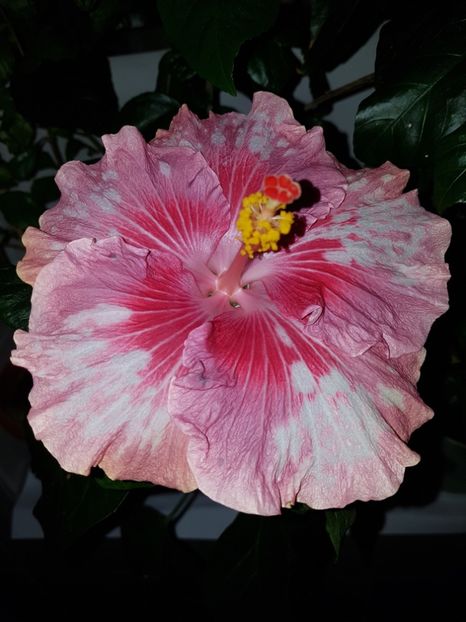  - HIBISCUS 2020