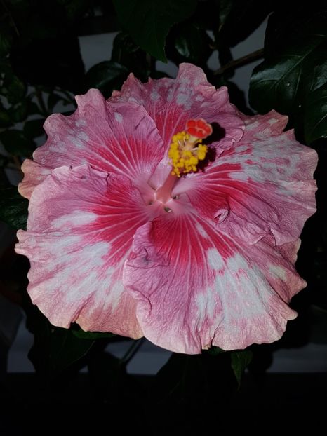  - HIBISCUS 2020