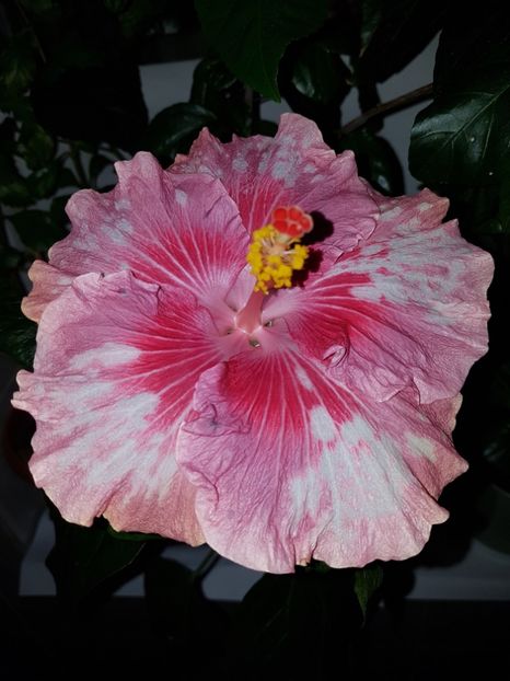  - HIBISCUS 2020