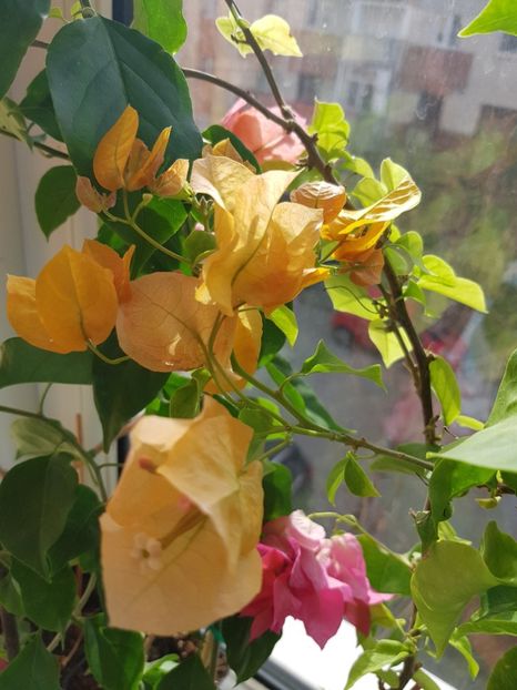  - Bougainvillea 2020