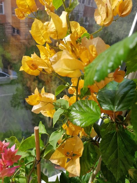  - Bougainvillea 2020