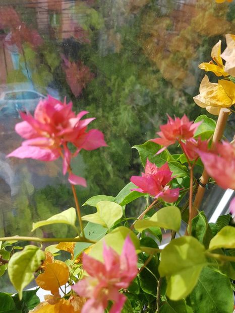  - Bougainvillea 2020