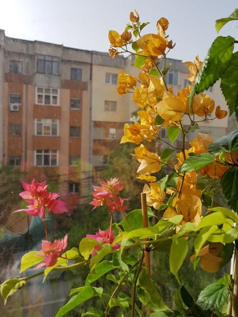  - Bougainvillea 2020