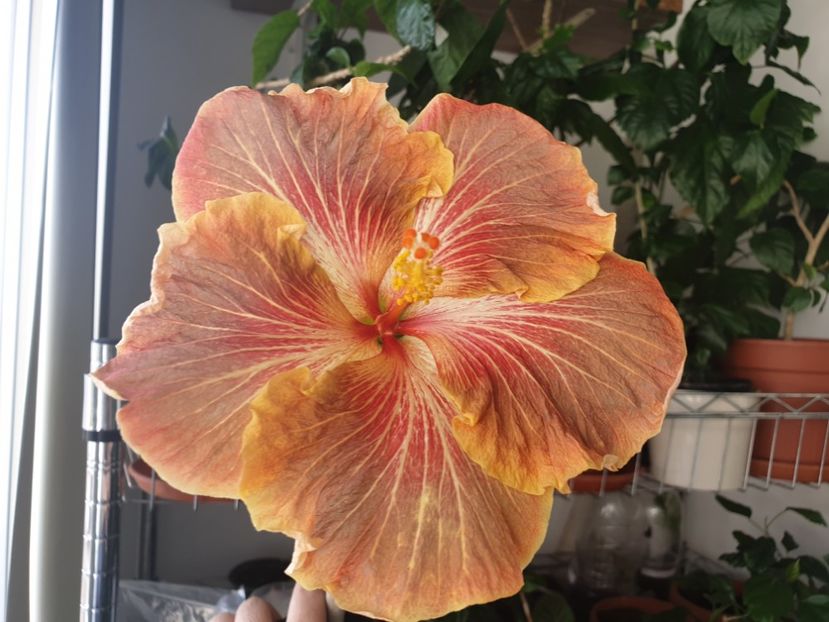 Ziua 2 - Mattiacis Cover Girl